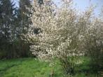 Krentenstruik/Krentenboompje/amelanchier lamarckii, Tuin en Terras, Struik, Ophalen