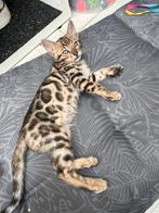 Bengaal kitten, kater, laatste. Mag meteen weg, Meerdere dieren, Gechipt