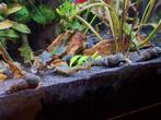 Tylomelania/Sulawesi slakken te koop, Dieren en Toebehoren, Slak of Weekdier, Zoetwatervis