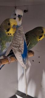 Mooie koppels grasparkieten, Dieren en Toebehoren, Vogels | Parkieten en Papegaaien, Meerdere dieren, Parkiet