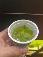 Kikkerbeet, Ophalen, Plant(en), Steen of Hout