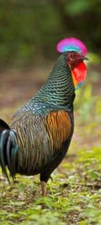 Gratis dieren opvang, Dieren en Toebehoren, Pluimvee