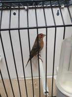 Roodmus man, Mannelijk