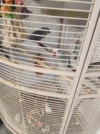 Halsband parkieten 2stuks, Meerdere dieren, Parkiet, Geringd