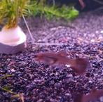 Gup guppy guppen (vrouwtje)