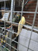 Kweek koppel kakariki's, Meerdere dieren, Parkiet