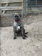 Bullmastiff Dame, Rabiës (hondsdolheid), Overige rassen, Teef, Meerdere