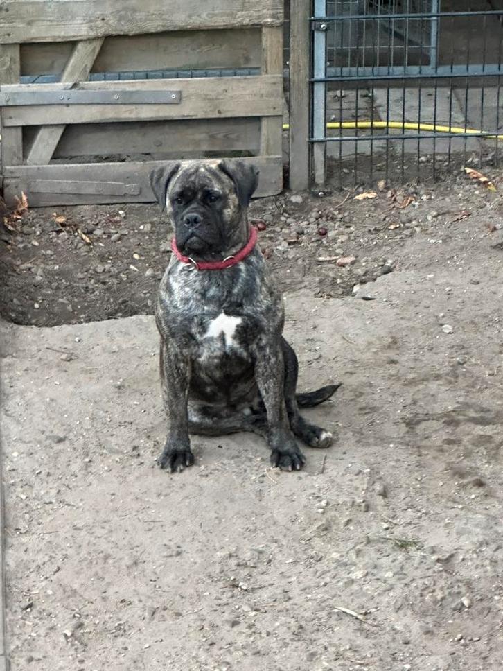 Bullmastiff Dame, Dieren en Toebehoren, Honden | Bulldogs, Pinschers en Molossers, Teef, Overige rassen, Particulier, Meerdere