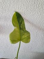 Philodendron bipennifolium Violin varigata, Ophalen of Verzenden, Halfschaduw, Minder dan 100 cm
