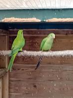 te koop een koppel barraband parkieten, Dieren en Toebehoren, Meerdere dieren, Parkiet, Geringd