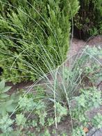Planten, Tuin en Terras, Planten | Tuinplanten, Ophalen, Volle zon, Vaste plant, Siergrassen