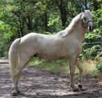 A-Pony te koop - Palemino (Sjimmy), Gechipt, Springpaard, Minder dan 160 cm, Ruin