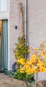 Wooden pole, Tuin en Terras, Planten | Bomen, Ophalen of Verzenden, Volle zon, Overige soorten, 400 cm of meer