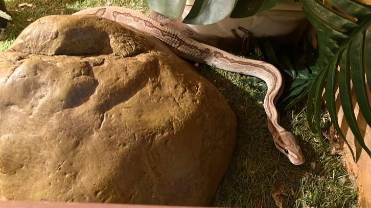 Python regius Lesser Yellow belly Man bewezen etc.