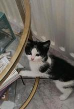 LİEFDEVOLLE RUSTİGE SOCİALE POESJE (KİTTEN) 35 EURO .., Dieren en Toebehoren, Katten en Kittens | Raskatten | Korthaar, Poes