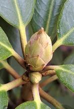 2 x Rhodondendron Marie Forte, Ophalen, Overige soorten, Volle zon