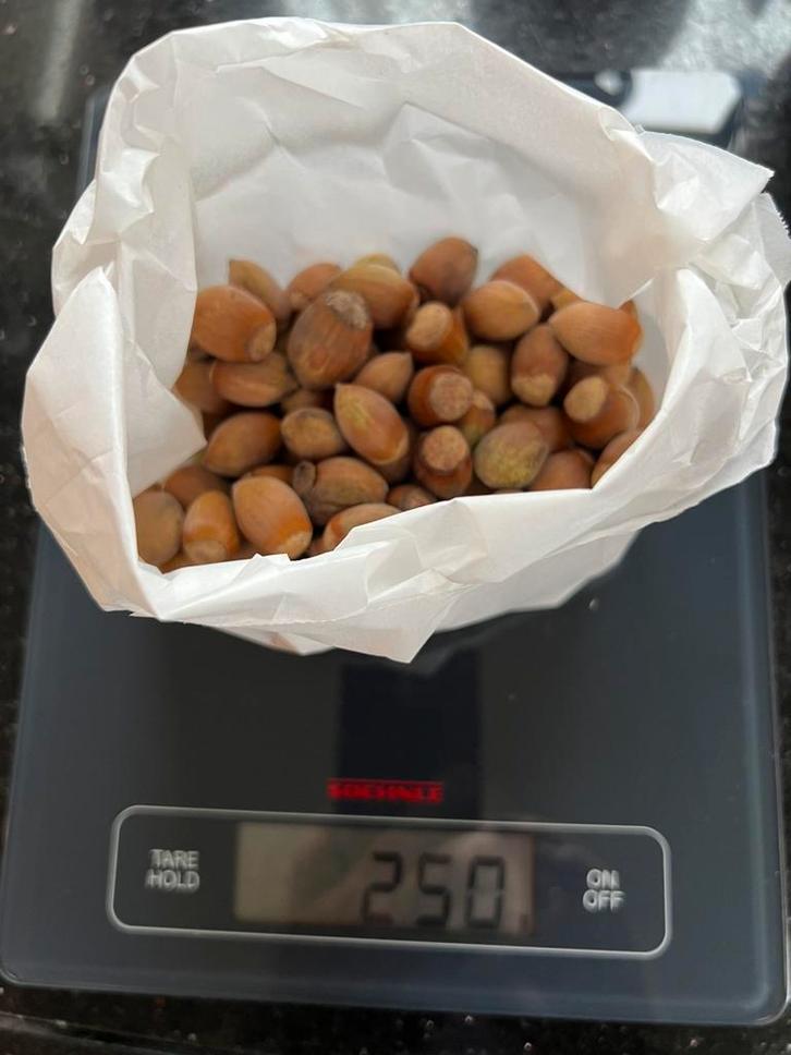 Verse Hazelnoten 250 gram, Diversen, Levensmiddelen, Ophalen