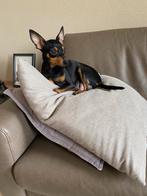 Ree pincher, Dieren en Toebehoren, Rabiës (hondsdolheid), Jack Russell Terriër, 8 tot 15 weken, Meerdere