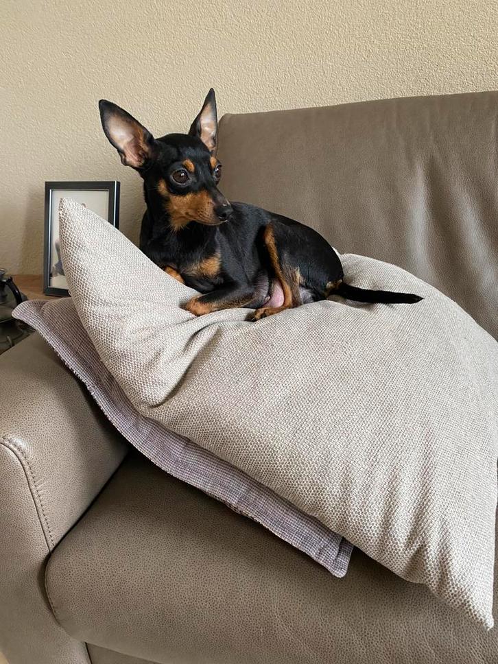 Ree pincher, Dieren en Toebehoren, Honden | Jack Russells en Terriërs, Meerdere dieren, Jack Russell Terriër, Particulier, Meerdere