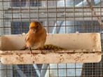 Kleine bruine barmsijs pop, Dieren en Toebehoren, Vogels | Overige Vogels, Vrouwelijk, Wildzangvogel, Geringd