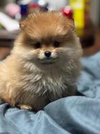Pomeriaan pups, Dieren en Toebehoren, Honden | Poolhonden, Keeshonden en Oertypen, Particulier, 15 weken tot 1 jaar, Reu, Buitenland