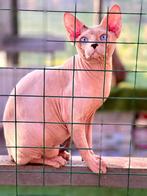 Dekkaters, Dieren en Toebehoren, 0 tot 2 jaar