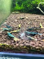 Galaxy garnalen groep/low grade, Kreeft, Krab of Garnaal