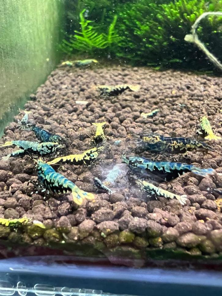 Galaxy garnalen groep/low grade, Dieren en Toebehoren, Vissen | Aquariumvissen, Kreeft, Krab of Garnaal