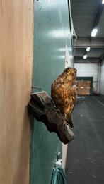 Torenvalk, Geslacht onbekend, Overige soorten