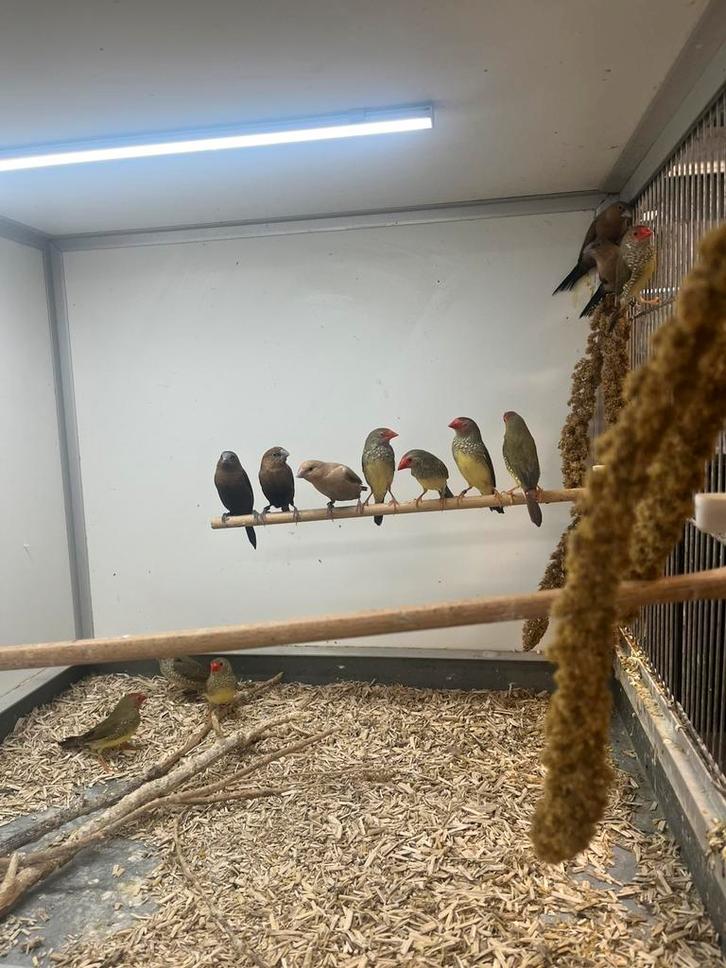 Binsen Astrilde, Dieren en Toebehoren, Vogels | Overige Vogels, Tropenvogel, Meerdere dieren, Geringd