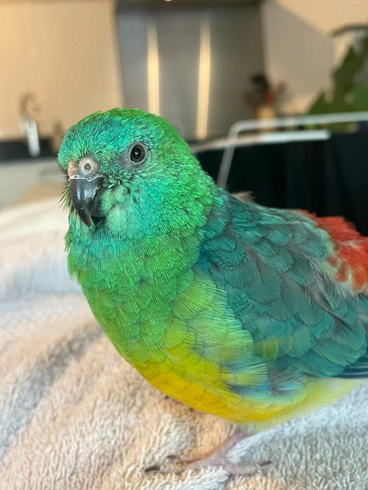 Volière gezocht voor roodrugparkiet, Dieren en Toebehoren, Vogels | Parkieten en Papegaaien, Parkiet, Mannelijk