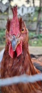 Haan gratis, Dieren en Toebehoren, Pluimvee