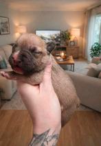 Mini french bull terrier pups, België, Fokker | Hobbymatig, 8 tot 15 weken, Parvo