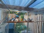 3 Diamantduiven, Meerdere dieren, Tropenvogel