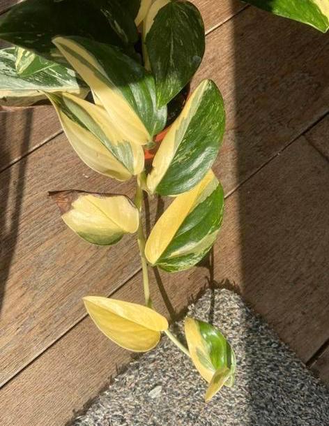 Philodendron standleyana variegata wetsticks, Huis en Inrichting, Kamerplanten, Overige soorten, Minder dan 100 cm, Ophalen of Verzenden