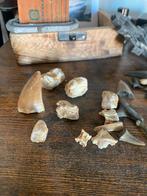 Mosasaurus Tand en Beenderen Fossiel, Verzamelen, Mineralen en Fossielen, Ophalen of Verzenden, Fossiel