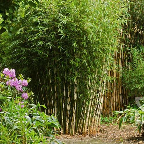 Zoekt je brave bamboe een nieuw huis?, Tuin en Terras, Planten | Tuinplanten, Overige soorten, Halfschaduw, Bloeit niet, Ophalen