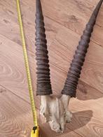 Schedel met hoorns, paardantilope., Antiek en Kunst, Ophalen of Verzenden