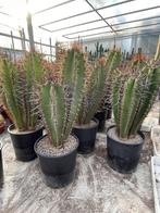 Cactus Neocardenasia Herzogiana potmaat 25 cm, Ophalen of Verzenden, Minder dan 100 cm, Bloeiende kamerplant, Volle zon