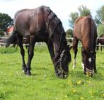 Weidegang voor zomer maanden, Dieren en Toebehoren, Stalling en Weidegang, 2 of 3 paarden of pony's, Weidegang