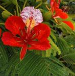 Flamboyant zaden (delonix regia), Ophalen of Verzenden, Volle zon