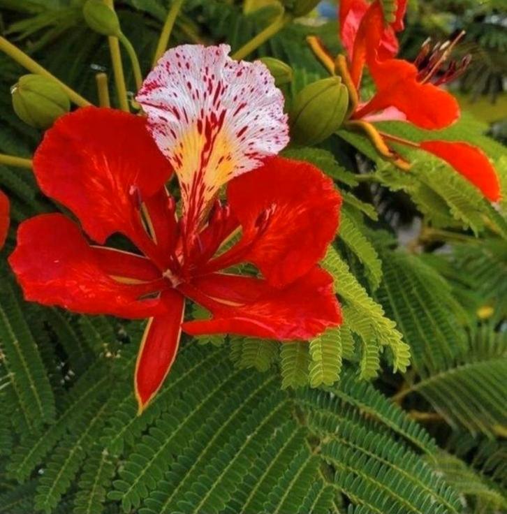 Flamboyant zaden (delonix regia), Tuin en Terras, Bloembollen en Zaden, Volle zon, Ophalen of Verzenden