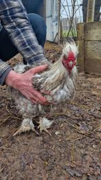 Hanen te koop, 3x zijdehoen, 1x padua. Evt trio, Dieren en Toebehoren, Pluimvee, Meerdere dieren, Kip