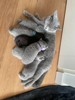 Britse korthaar kittens met STAMBOOM!, Meerdere dieren, 0 tot 2 jaar, Gechipt
