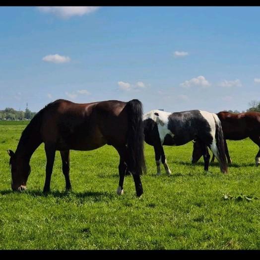 Bijrijder-Verzorger gezocht, Dieren en Toebehoren, Paarden, Ruin