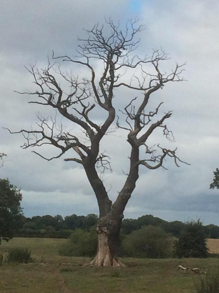 Gezocht Stormschade bomen, omgewaaide boom, Tuin en Terras, Planten | Bomen, Overige soorten, Volle zon, Ophalen of Verzenden