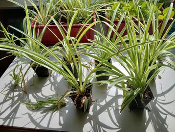 Graslelies en pannekoekplanten  beschikbaar voor biedingen