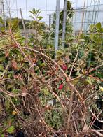 Klimhortensia wit hoog 100/120 goed vertakt top prijs 19,95, Tuin en Terras, Planten | Tuinplanten, Ophalen, Vaste plant, Halfschaduw