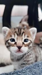 Bengaal / siamees kater kitten, Gechipt, 0 tot 2 jaar, Kater