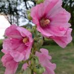 Stokroos zaden, Ophalen of Verzenden, Voorjaar, Volle zon, Zaad